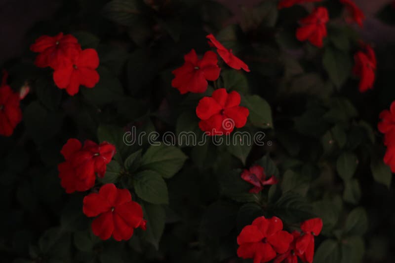 A Red Flower in Bloom with a Widow Stock Photo Image of plant, widow