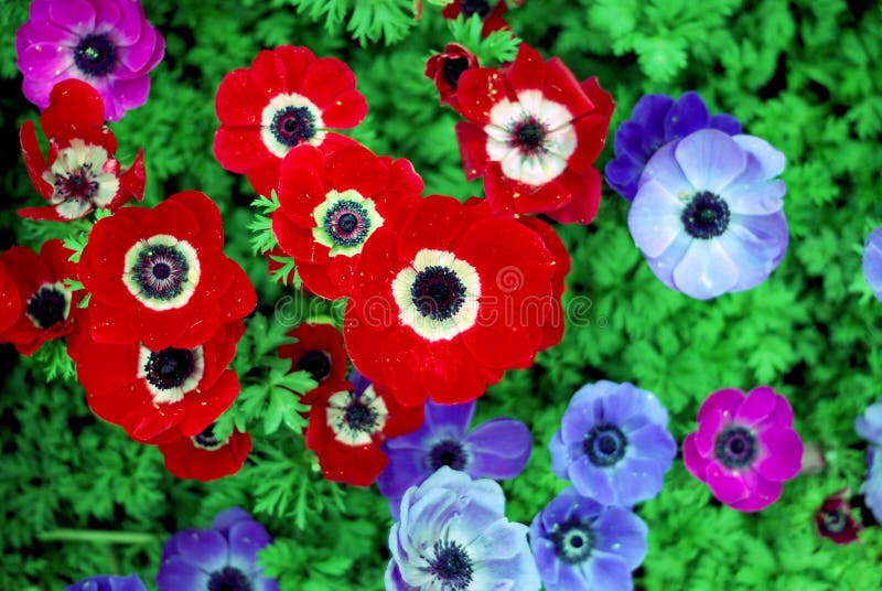 Red flower and blue flower stock photo