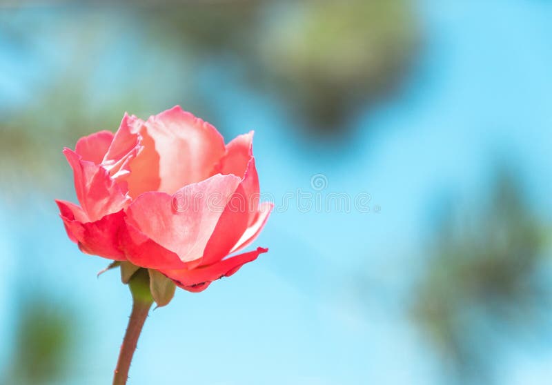 Red Flower with Blurred Nature Background Stock Image Image of