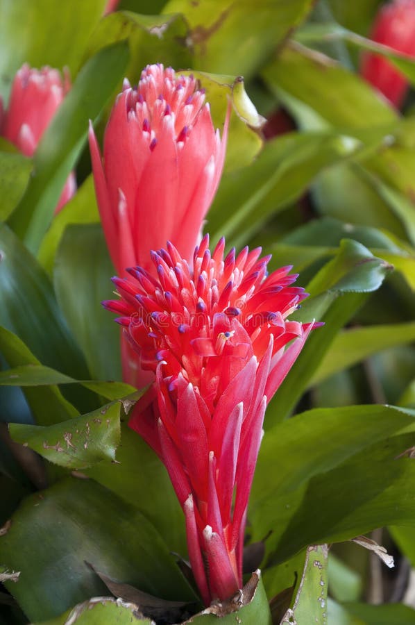 Red Flower of a Bromeliad Plant Stock Image - Image of floral, garden ...