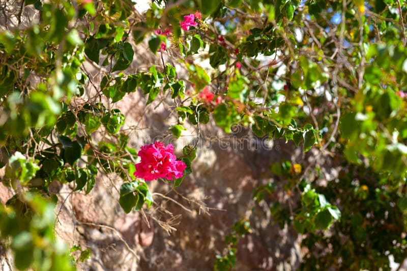 Red Flower on a Climbing Plant Stock Photo Image of purple, blossom