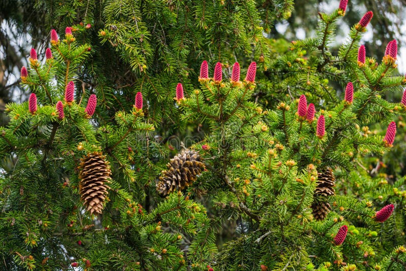 Flower Cones with Jasmine Garland and Red Roses for Buddhist Ordained