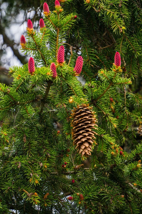 Red Flower Cones in the Middle of Needles on Fir Branches Stock Photo