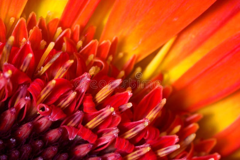 Red flower - extreme macro royalty free stock photo