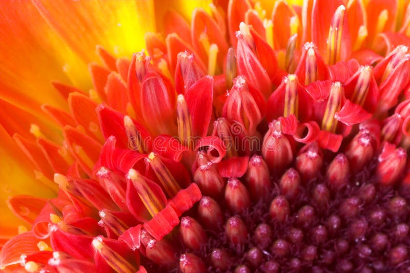 Red flower - extreme macro stock photo