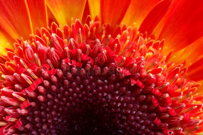 Red flower - extreme macro stock photo