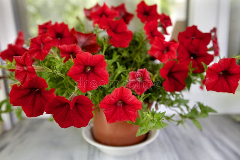 Nicotiana Alata Saratoga Red Stock Photo Image of saratoga, leaves