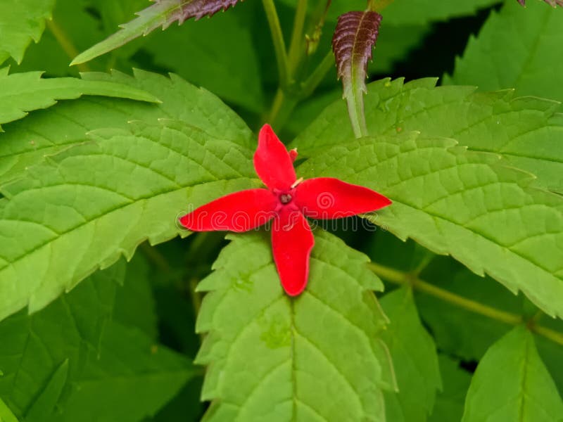 Red Flower on Green Background Stock Photo Image of beauty, daisy 123295496