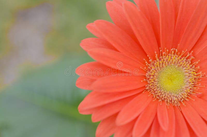 Red Flower on Green Background Stock Photo Image of blurred, closeup 51886472