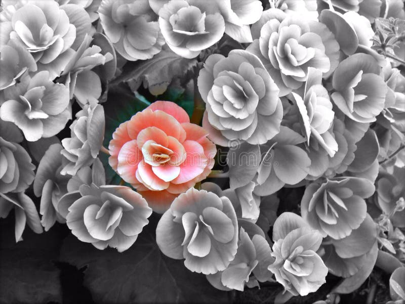 Red flower among greyscale flowers stock illustration Red flower among greyscale flowers stock illustration