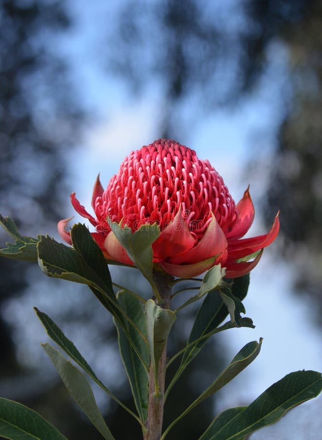 Red flower head of and native Australian Waratah, Telopea speciosissima