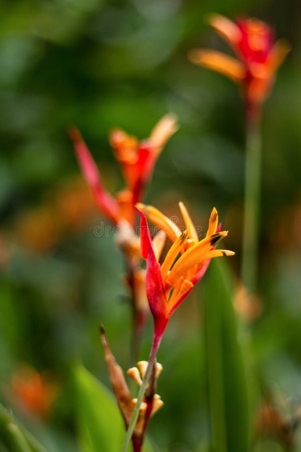 Red Flower Helikonia In A Blurred Background In High Resolution Stock