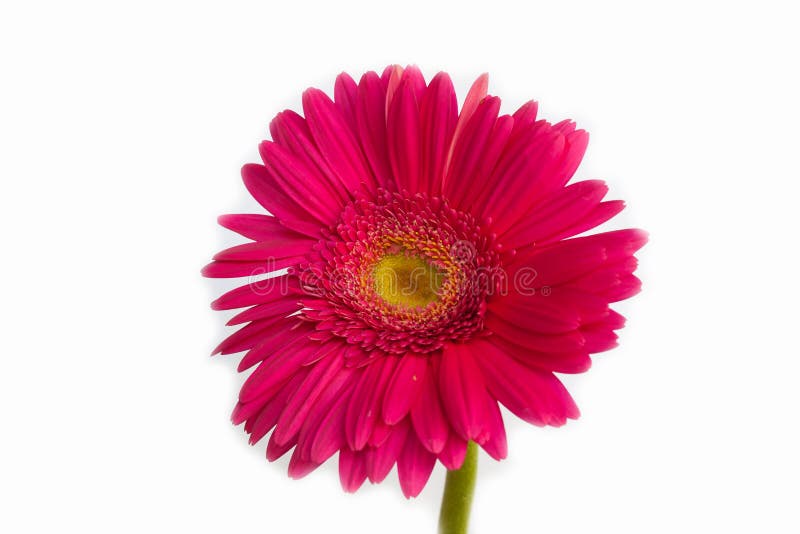 Red Flower, Isolated on White Background Stock Photo - Image of nature