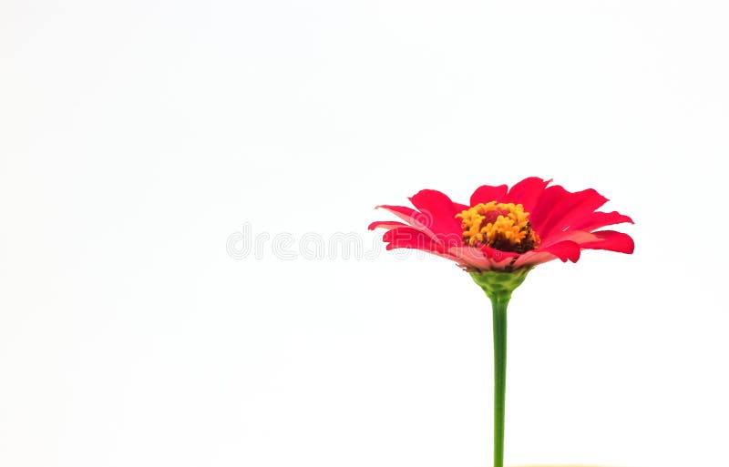 Red Flower Isolated On White Background Stock Image Image of