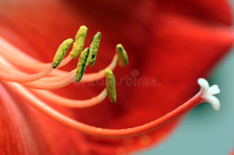 Red flower macro