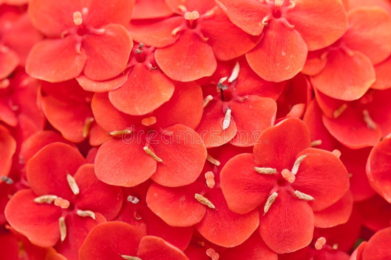 Red flower petal texture