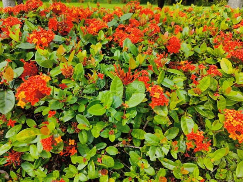 11,024 Flower Base Stock Photos - Free & Royalty-Free Stock Photos from  Dreamstime