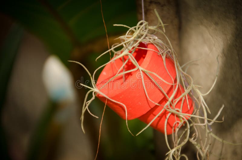 Red flower pot stock image. Image of grow, inside, moss 47158401