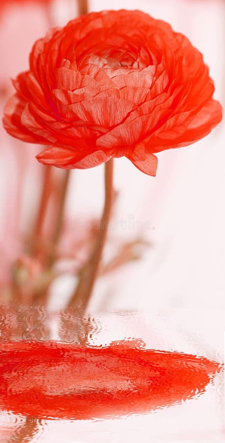 Red flower and reflection
