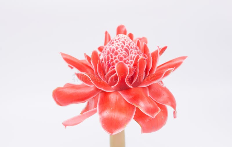 Red flower of torch ginger, etlingera elatior family zingiberaceae on white background