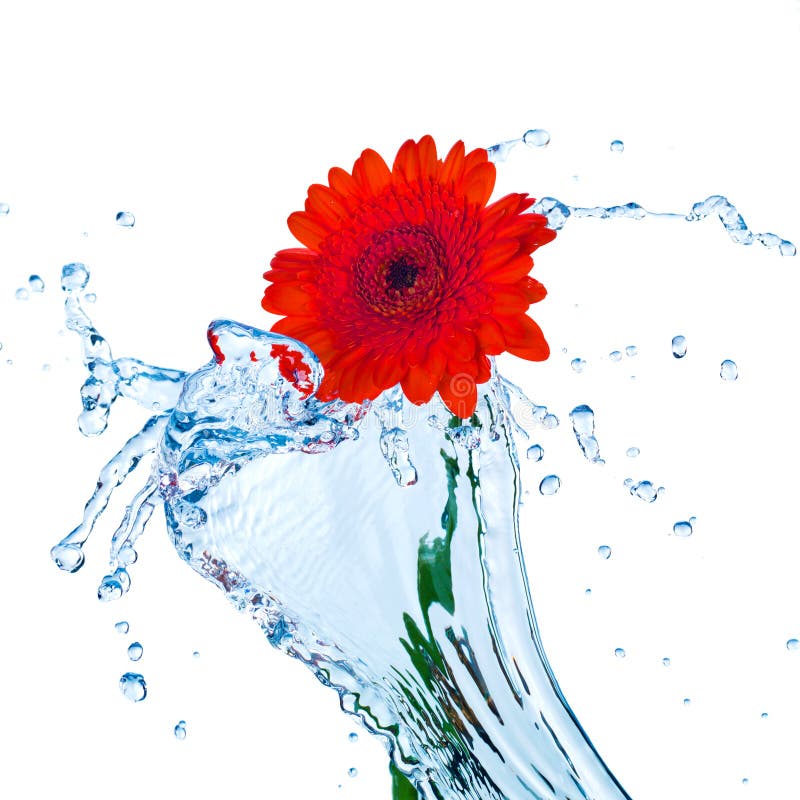 Water Splash Buttefly Isolated Stock Image Image of pouring, collage