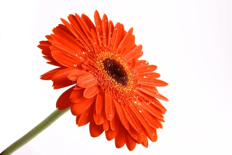 Red flower on a white backgrou