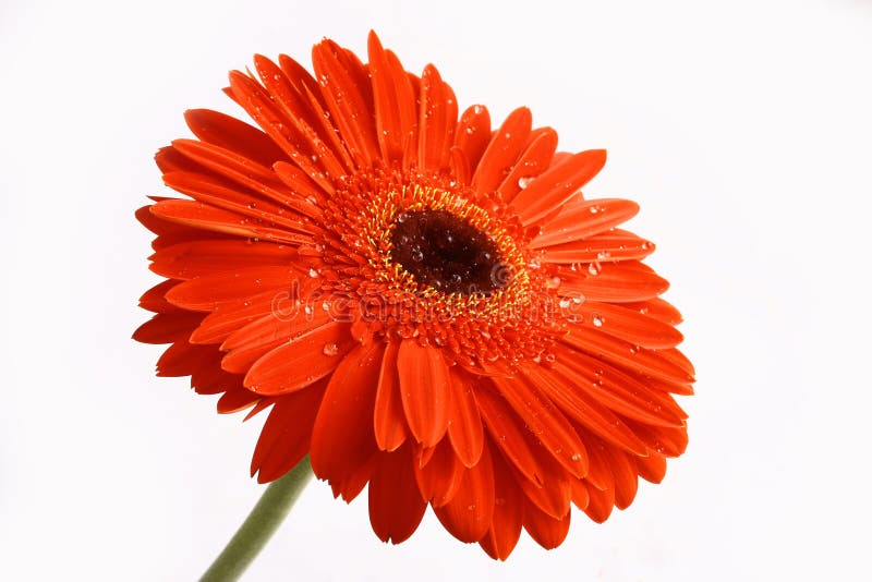 Red flower on a white backgrou