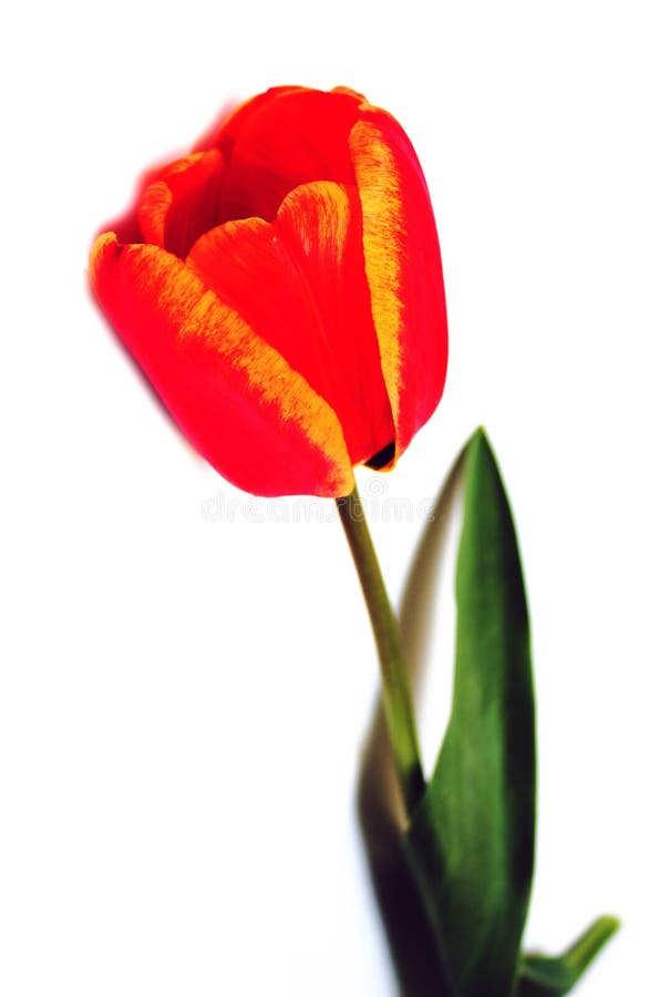 Red Flower on a White Background Stock Photo Image of tulip, environment 129015738
