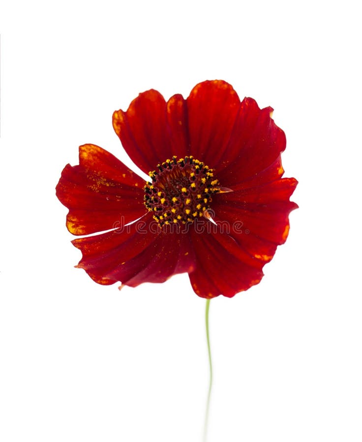Red Flower on a White Background Stock Image Image of color, fragrance 238022869