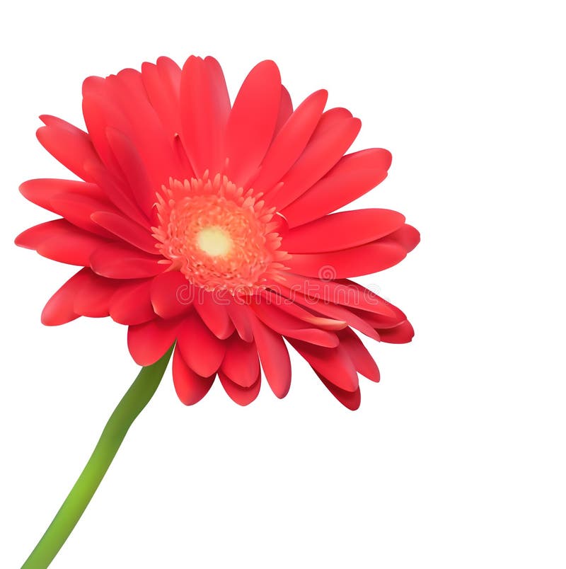 Red Flower on White Background Stock Vector Illustration of detail, delicate 24719950
