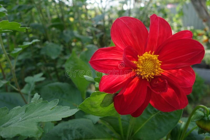 Red Flower with Yellow Middle Stock Image Image of flower, background