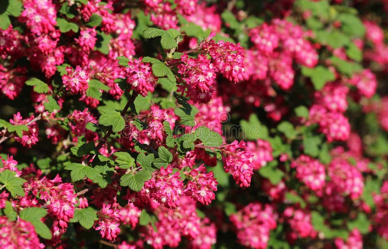 Red Flowering Currant, Closeup with Selective Focus Stock Photo