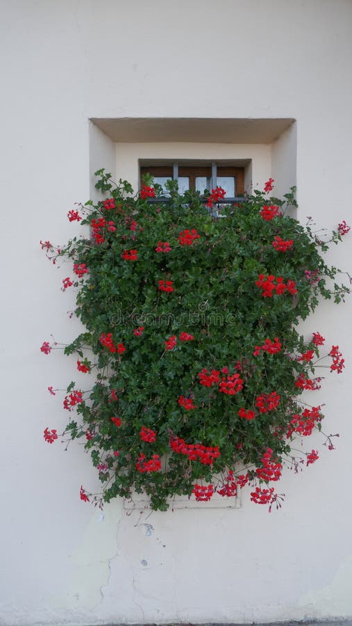 Red flowering hanging geraniums in a window box by the window of a house.