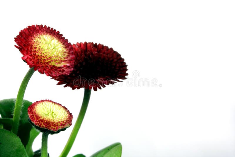 471,642 Red Flowers White Background Stock Photos Free & RoyaltyFree