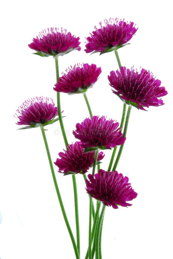 Red flowers stock photo. Image of fresh, garden, detail 25102786