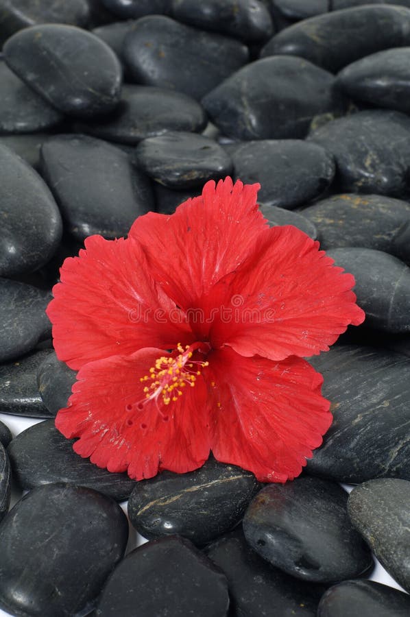 Red flowers