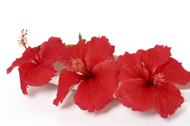 Red flowers