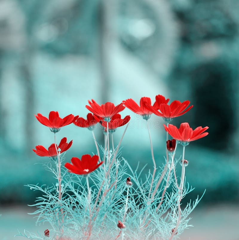 Red Flowers Picture. Image 7952365