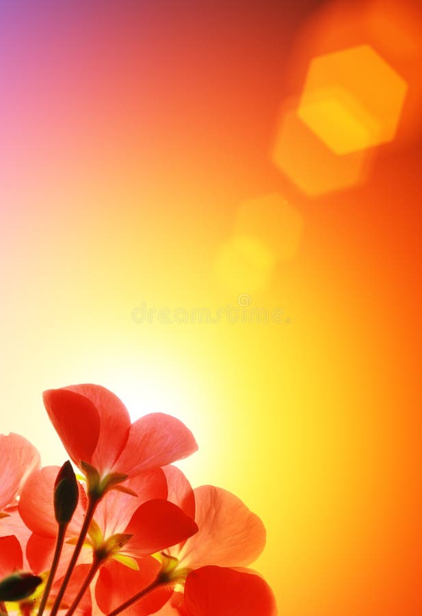 Red flowers over sunshine stock photo. Image of background 9085702