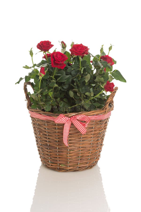 Petalgreen Stock Photos Free & RoyaltyFree Stock Photos from Dreamstime