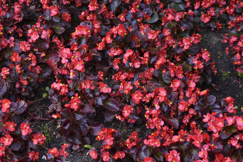 Red Flowers of Begonia Tuberosa on a Flower Bed in the Park Stock Photo -  Image of cucullata, leaf: 227084626