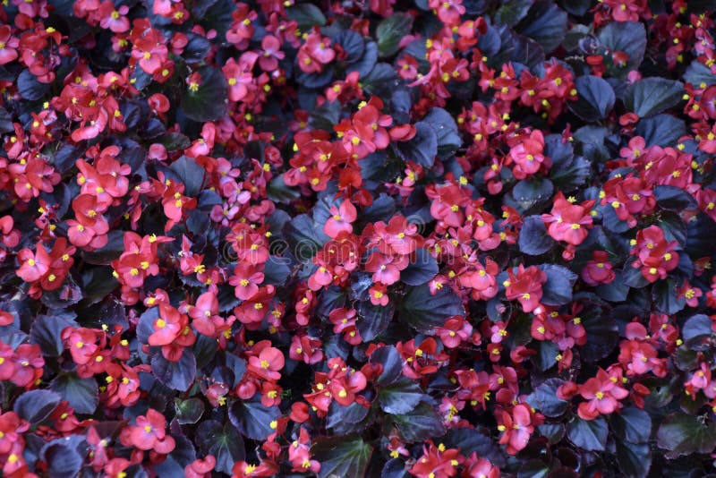 Red Flowers of Begonia Tuberosa on a Flower Bed in the Park Stock Image -  Image of blossom, colorful: 227084635