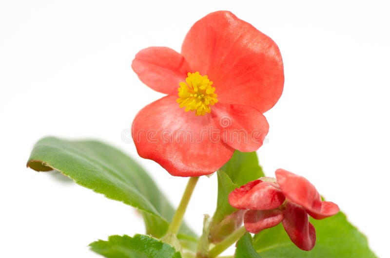 Red flowers of begonia close up.