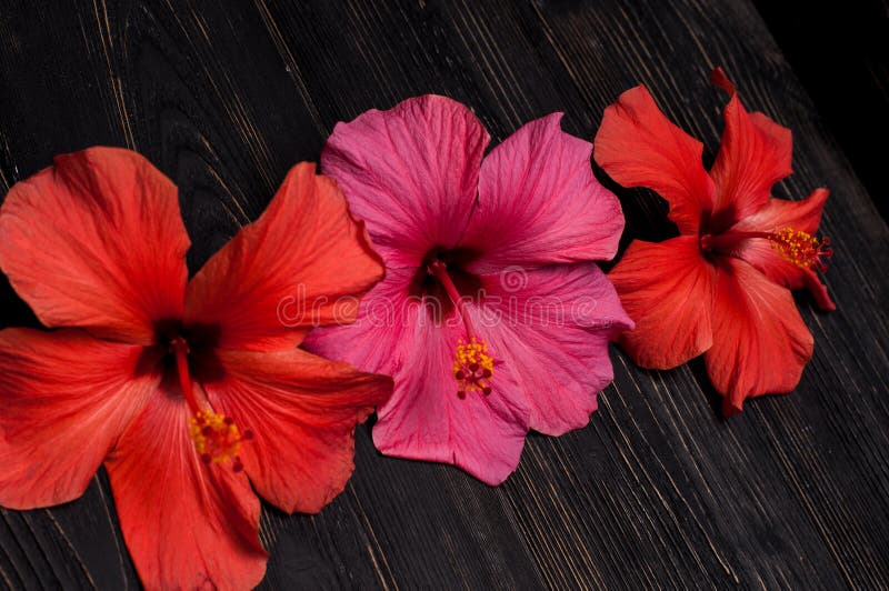 Red Flowers on a Black Background Stock Image Image of color, garden