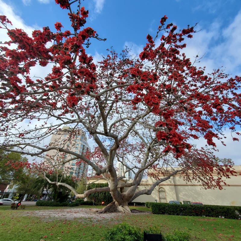 Red Flowers Blooming on a Tree in Florida Editorial Image Image of