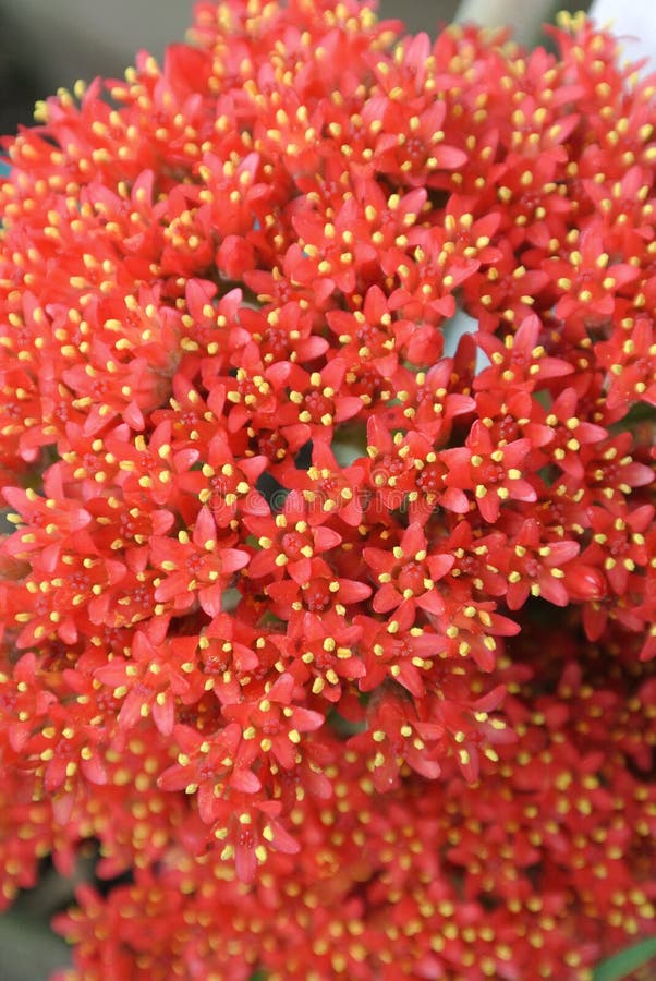 Red flowers