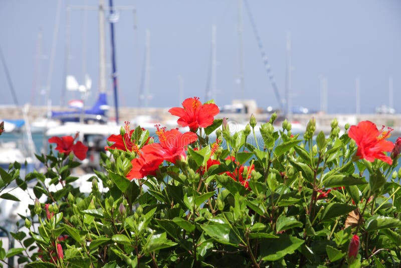 Red flowers bush