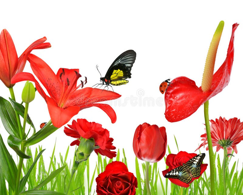 Red flowers with butterflies and ladybug isolated on white background