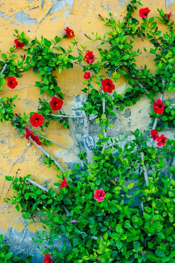 Red Flowers on Climbing Plant Stock Image Image of colorful