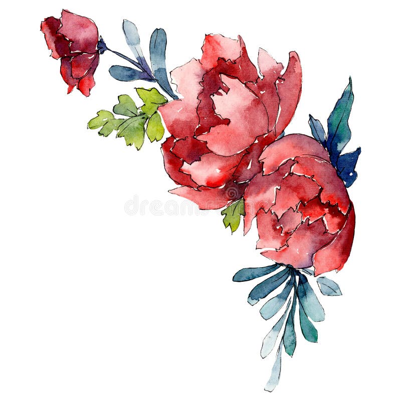 set of red gladiolus flowers drawing watercolor on a white background -  Stock Image - Everypixel